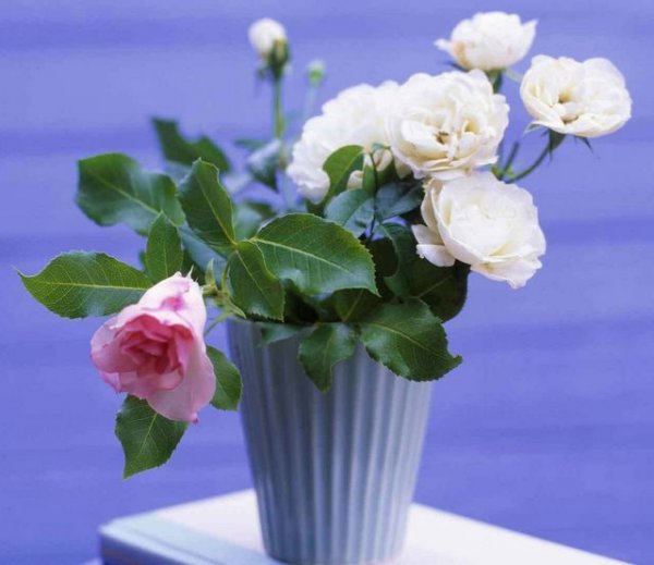  عکس مینیمال گلدان