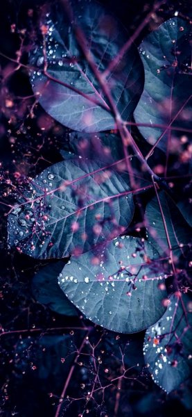  عکس پس زمینه واتساپ بنفش