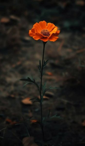 عکس بنفش کیوت ساده