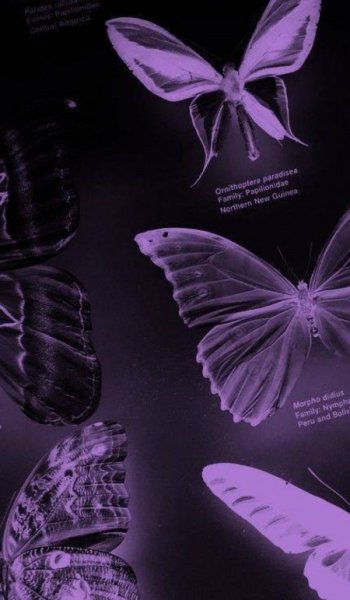 بک گراند بنفش با قلب