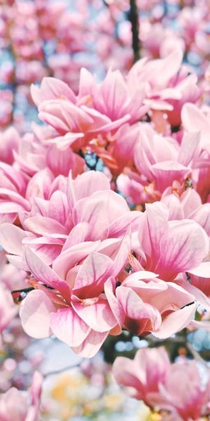 عکس پس زمینه صورتی دخترونه