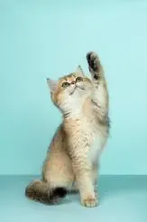 دانلود والپیپر 8k برای موبایل