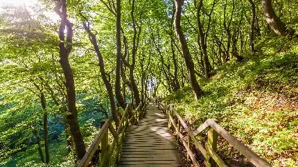 عکس 8k از طبیعت