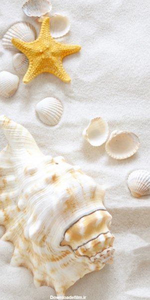 عکس بک گراند صدف
