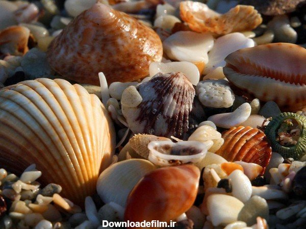  عکس بک گراند صدف