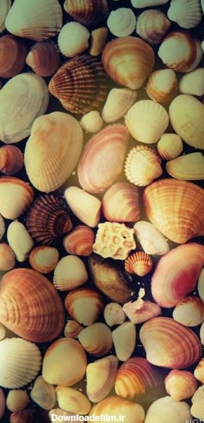 عکس بک گراند صدف