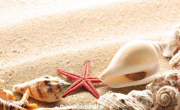  عکس بک گراند صدف