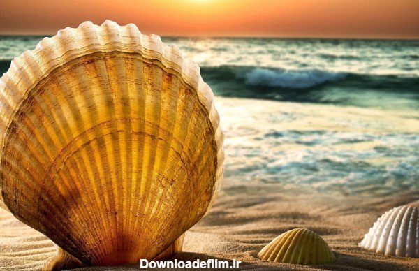  عکس بک گراند صدف