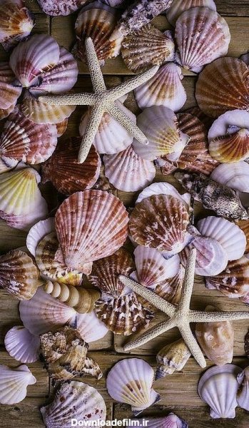  عکس بک گراند صدف