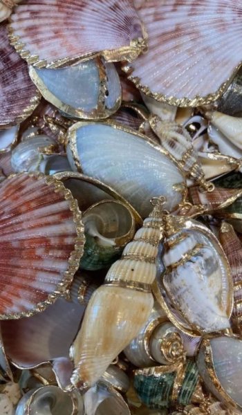  عکس صدف زیبا