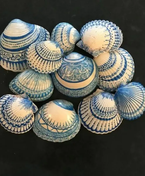 عکس صدف رنگی