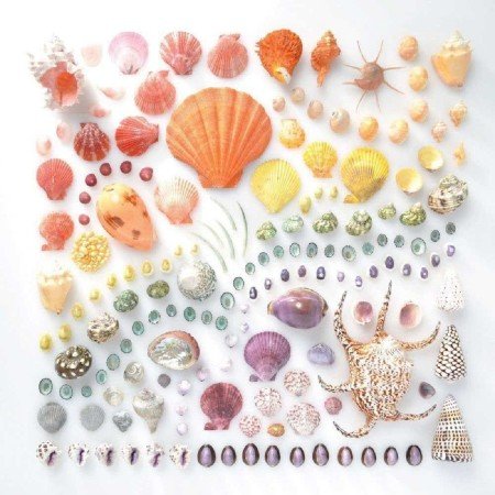  عکس صدف دریایی واقعی