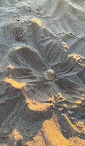  عکس صدف دریایی واقعی