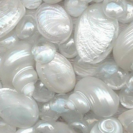  عکس صدف دریایی واقعی