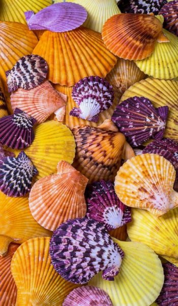  عکس صدف دریایی واقعی