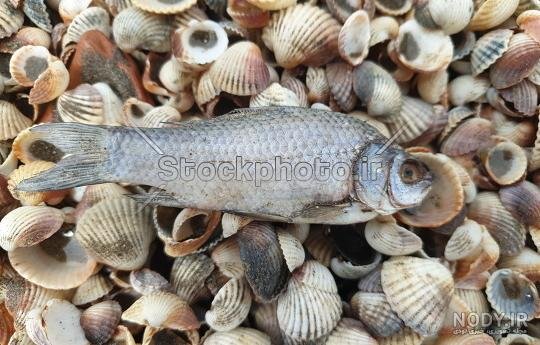 عکس از صدف زنده