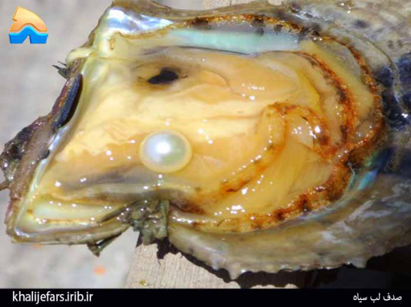  عکس از صدف زنده