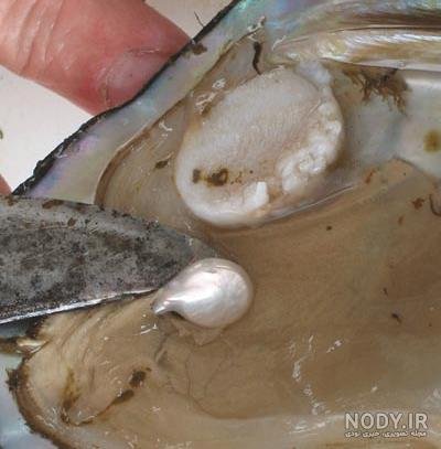  عکس از صدف زنده