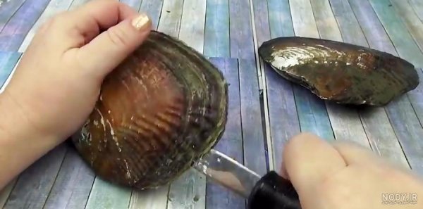  عکس از صدف زنده