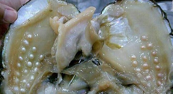  عکس از صدف زنده