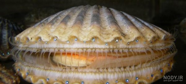  عکس از صدف زنده