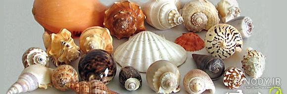  عکس از صدف زنده