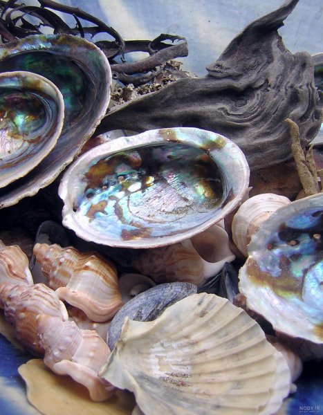  عکس از صدف زنده