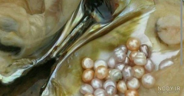  عکس از صدف زنده