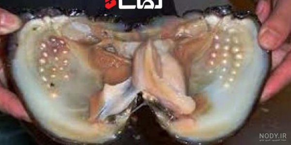  عکس از صدف زنده