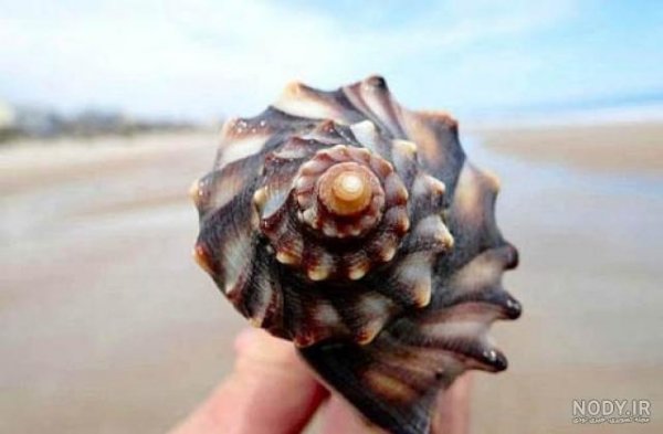  عکس از صدف زنده