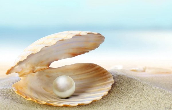  عکس از صدف زنده