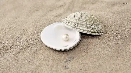 عکس صدف نقاشی