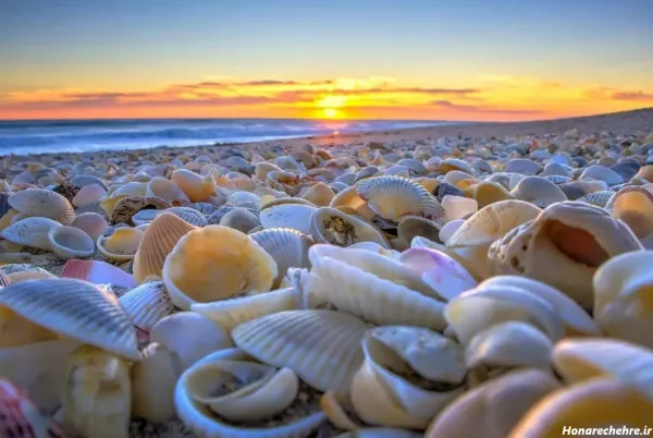  عکس صدف پیچ پیچی