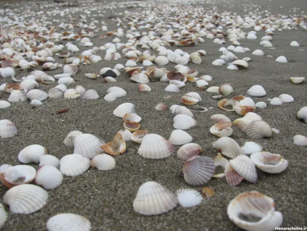  عکس صدف پیچ پیچی