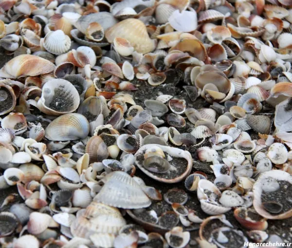  عکس صدف پیچ پیچی