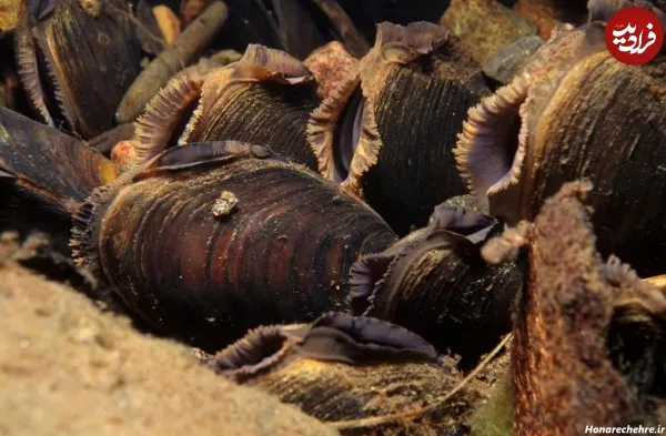  عکس صدف پیچ پیچی