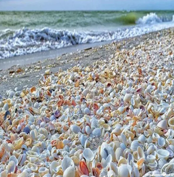  عکس صدف پیچ پیچی