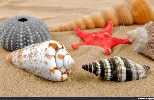  عکس صدف پیچ پیچی