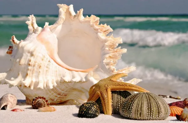  عکس صدف پیچ پیچی