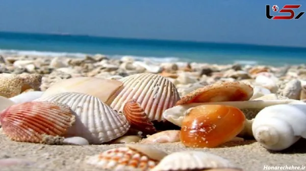 عکس انواع صدف ها