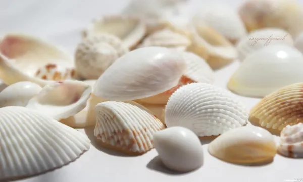  عکس انواع صدف ها