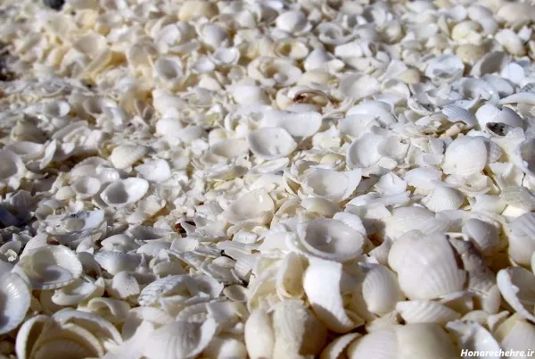  عکس انواع صدف ها