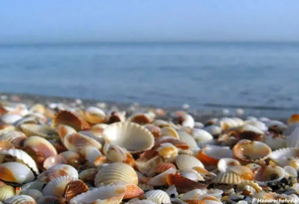  عکس انواع صدف ها