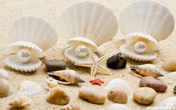  عکس انواع صدف ها