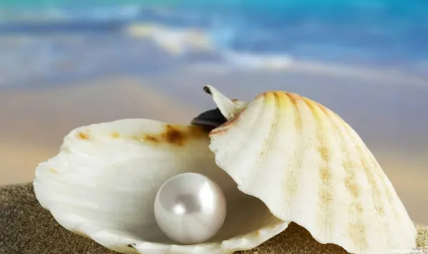  عکس انواع صدف ها