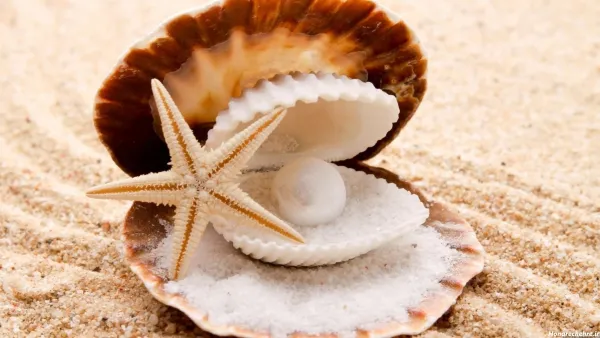  عکس انواع صدف ها