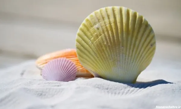 عکس انواع صدف ها