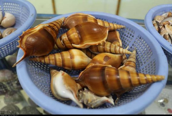  عکس صدف های چابهار