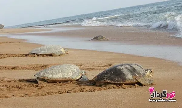  عکس ساحل چابهار