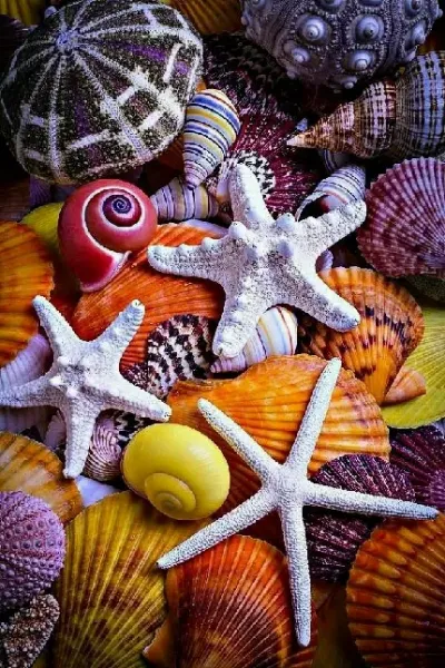  عکس صدف حلزونی